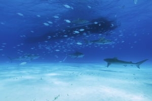 Tiger Sharks wait for visitors beneath the "Gulf Stream Eagle". Photo by Neil Hammerschlag.